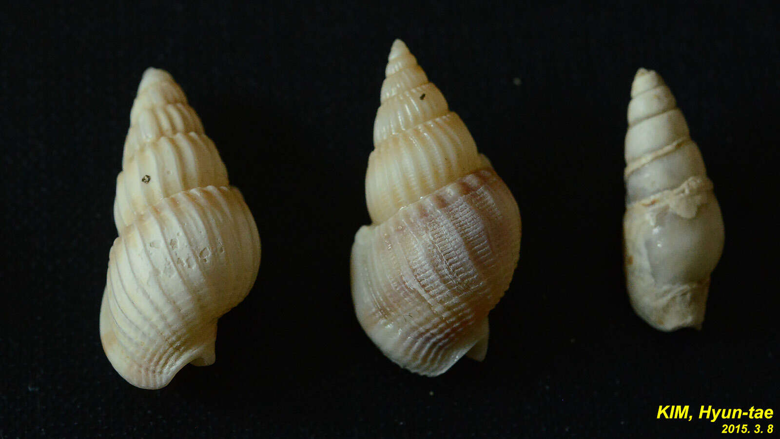 Image of Nassarius variciferus (A. Adams 1852)