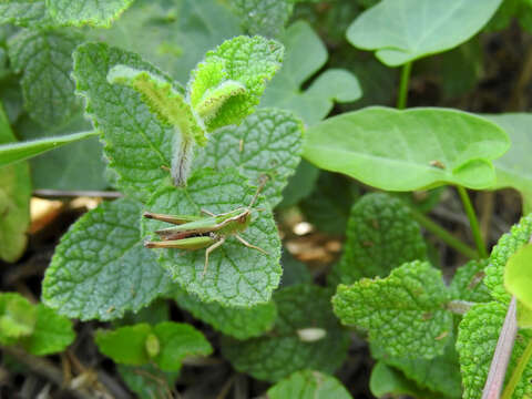 Omocestus (Omocestus) panteli (Bolívar & I. 1887)的圖片