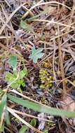 Imagem de Corydalis pauciflora (Willd.) Pers.