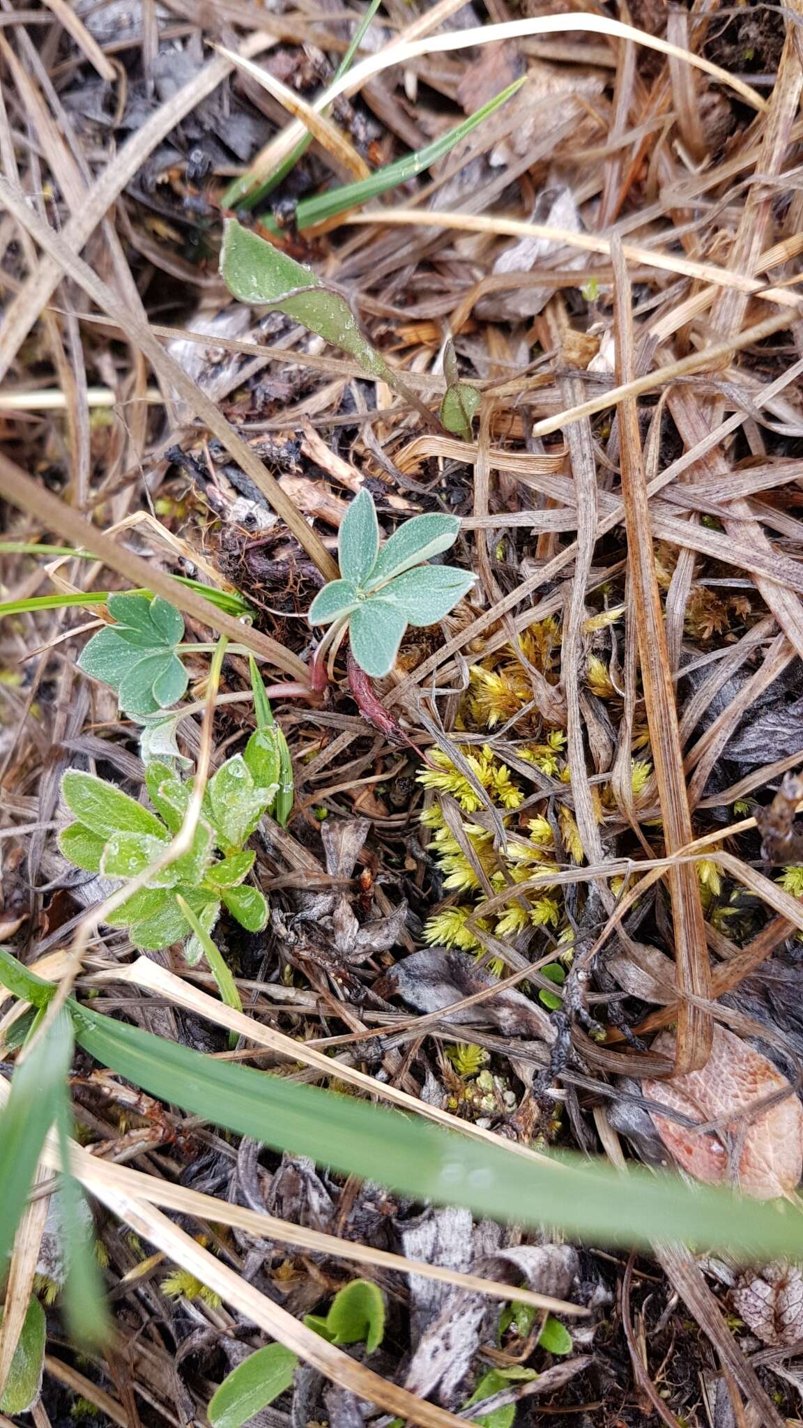 Imagem de Corydalis pauciflora (Willd.) Pers.