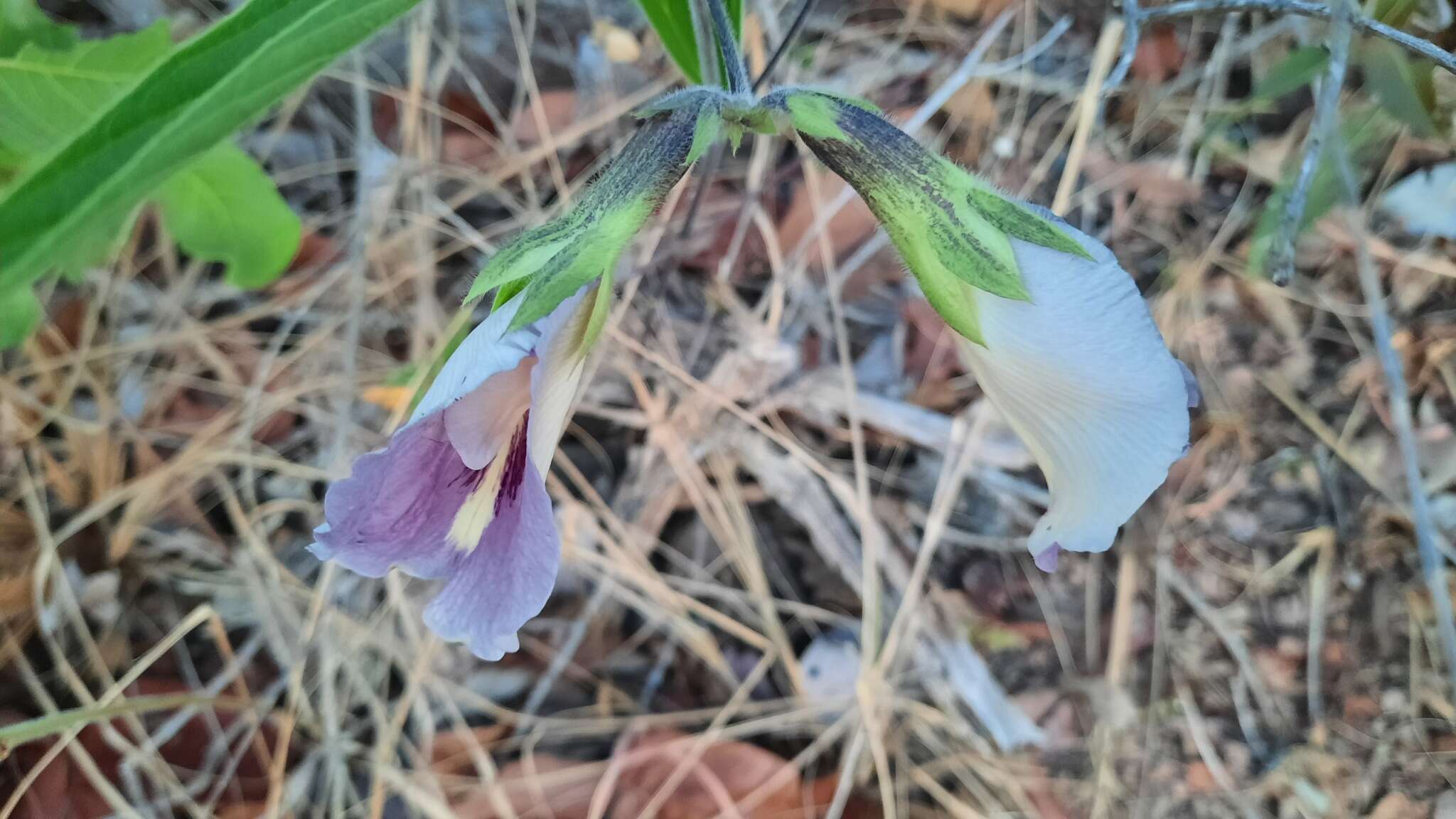 صورة Clitoria guianensis (Aubl.) Benth.