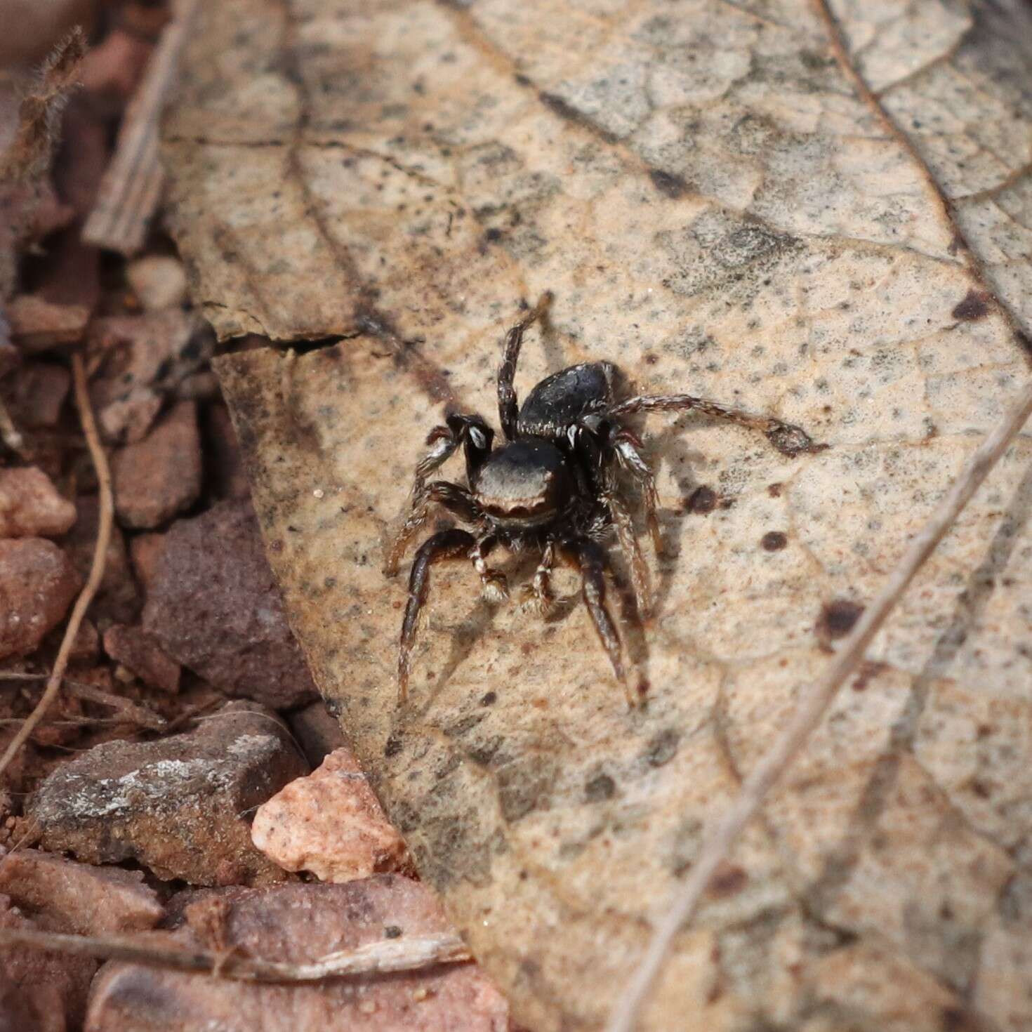 Image of Habronattus schlingeri (Griswold 1979)