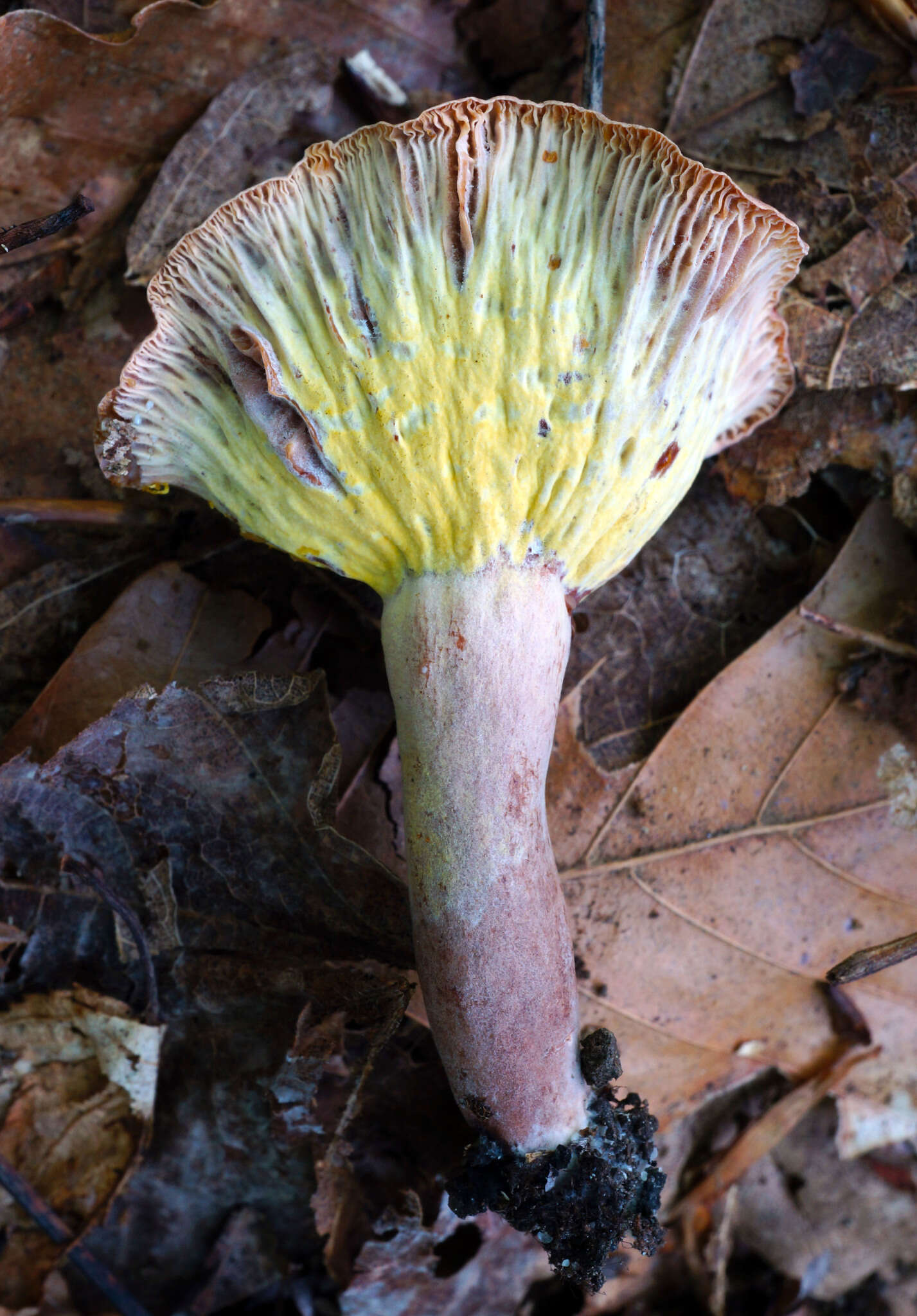 Image of Peckiella camphorati (Peck) Seaver 1910