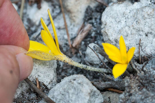 Image of Pauridia monophylla (Schltr. ex Baker) Snijman & Kocyan