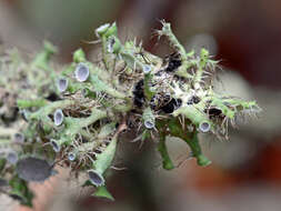 Image of shield lichen