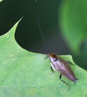 Image of Ectobius (Ectobius) erythronotus Burr 1898