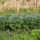 Image of True Siberian Bugloss