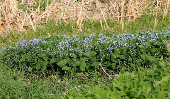 Image of Brunnera sibirica Stev.