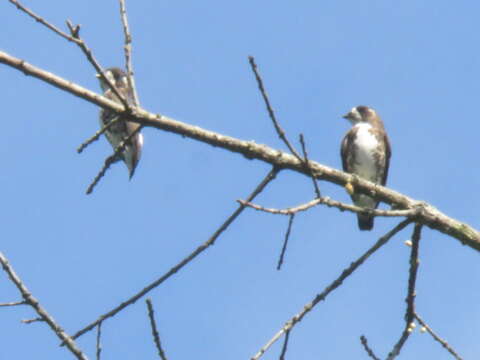 Image of White-browed Purpletuft