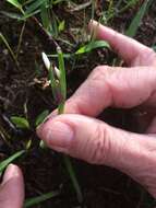 Sisyrinchium campestre E. P. Bicknell的圖片