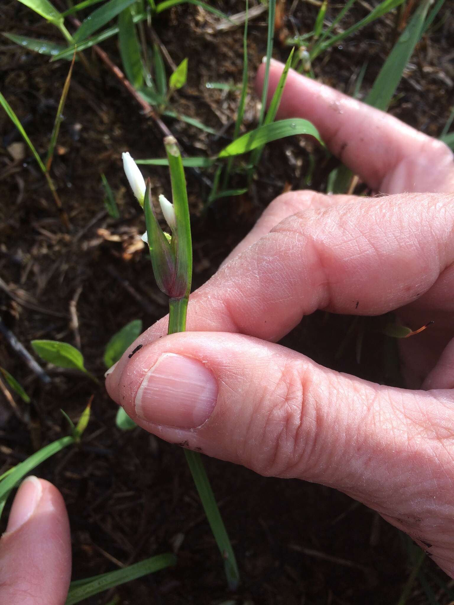 Sisyrinchium campestre E. P. Bicknell的圖片