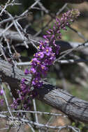 Image of Long Valley tumblemustard