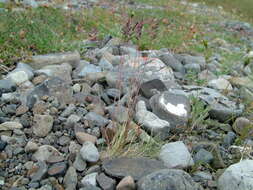 Plancia ëd Festuca auriculata Drobow