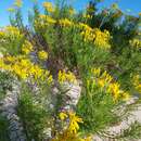 Image of Senecio platensis Arechav.