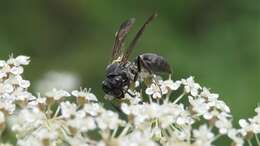 Polybia scutellaris (White 1841)的圖片