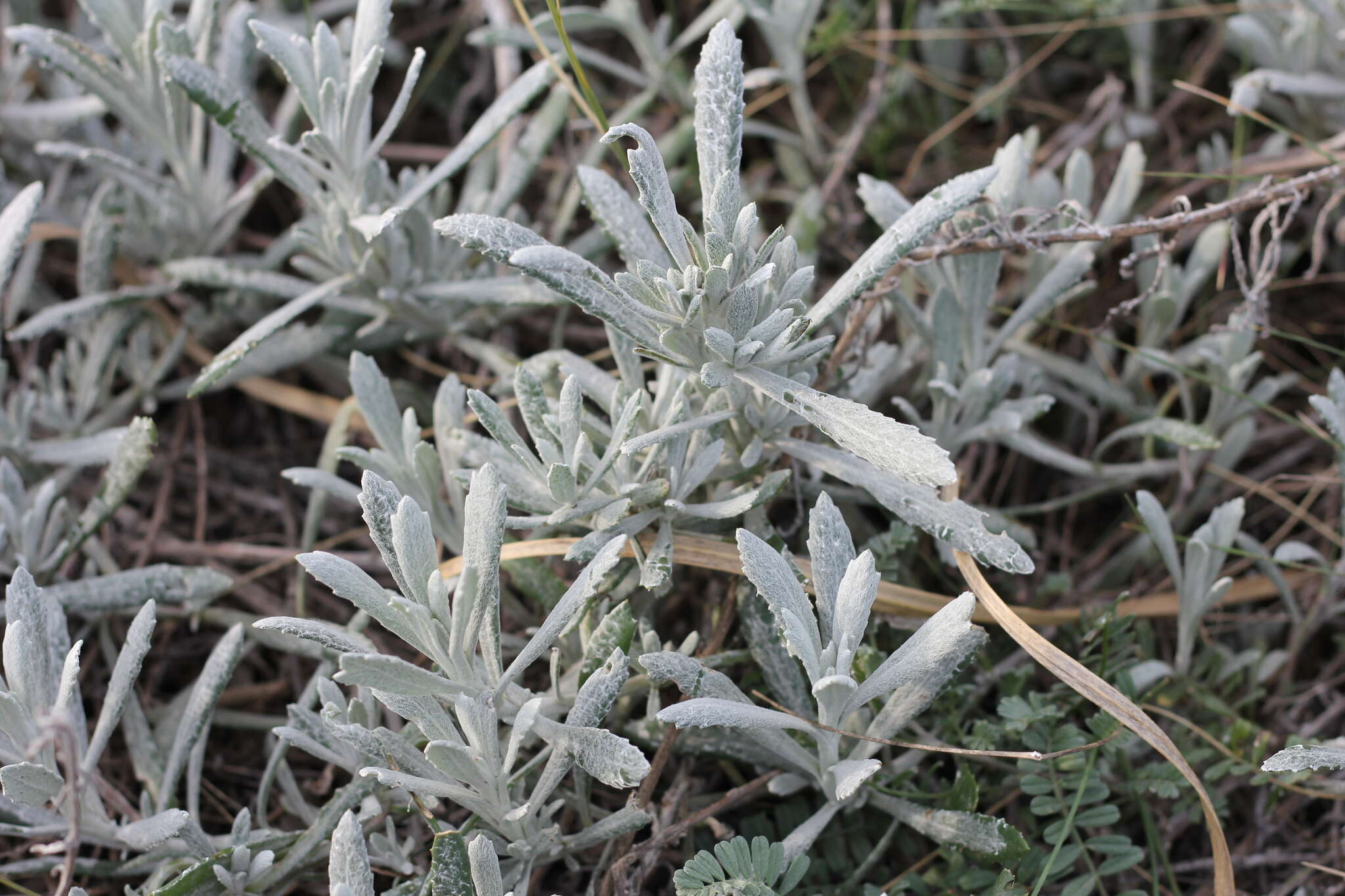 Image of Senecio crassiflorus (Poir.) DC.