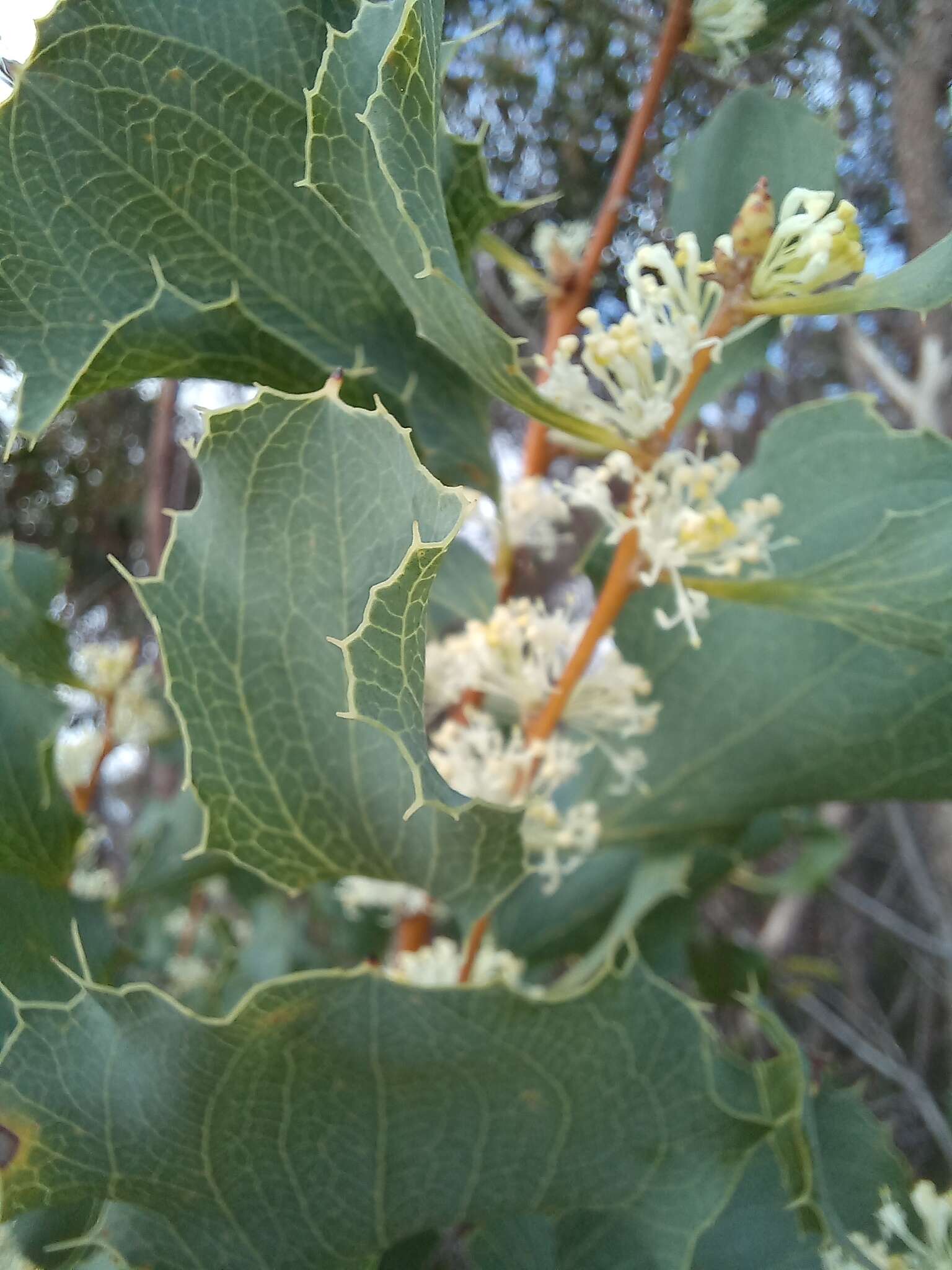 Слика од Hakea undulata R. Br.