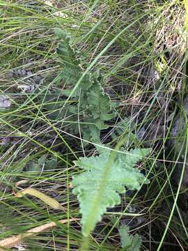 Image of Cheilanthes inaequalis (Kunze) Mett.