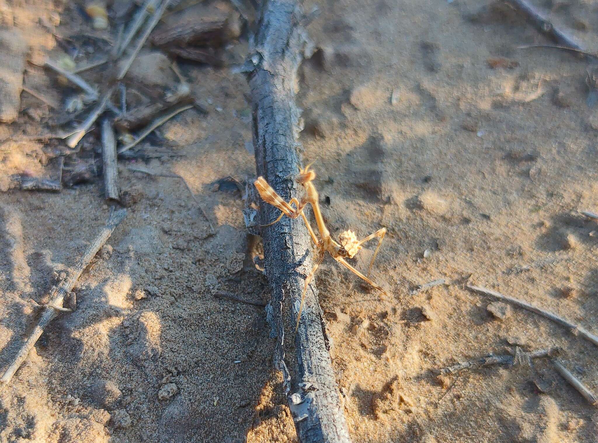 Image de Empusa pennicornis Pallas 1773