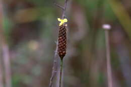 Image of Pineland Yellow-Eyed-Grass