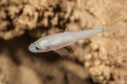 Neolissochilus subterraneus Vidthayanon & Kottelat 2003 resmi