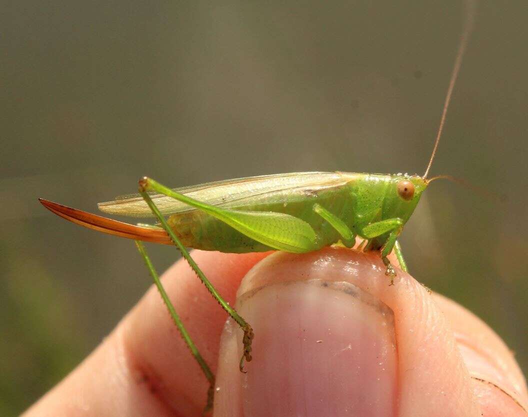 Слика од Conocephalus (Anisoptera) cinereus Thunberg 1815