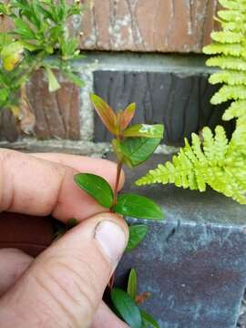 Image of Chilean guava