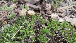 Image of Aster eremophilus Bunge