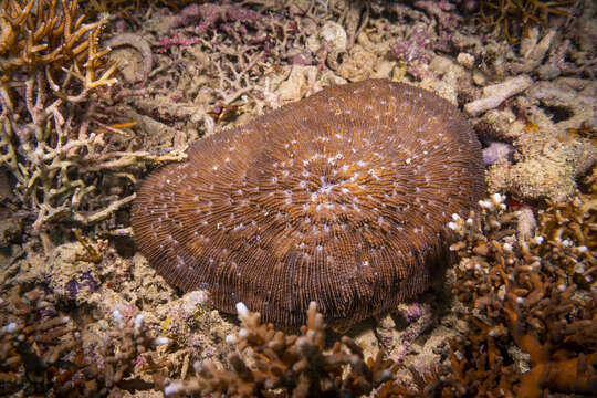 Image of dome coral