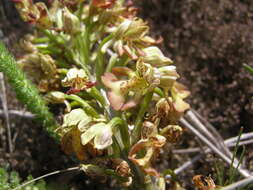 Image of Orchis wulffiana Soó