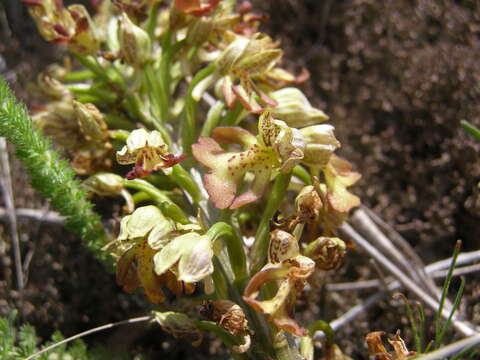 Sivun Orchis wulffiana Soó kuva