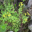 Image of Hippia pilosa (Berg.) Druce