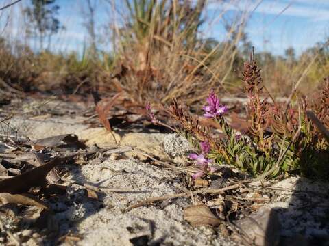 Image of Lewton's milkwort