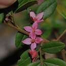 Image of Boronia umbellata P. H. Weston