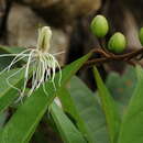 Image of Capparis acutifolia Sweet