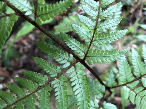 Image of Dryopteris formosana (Christ) C. Chr.