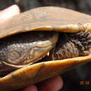 Image of Tuberculate Toadhead Turtle