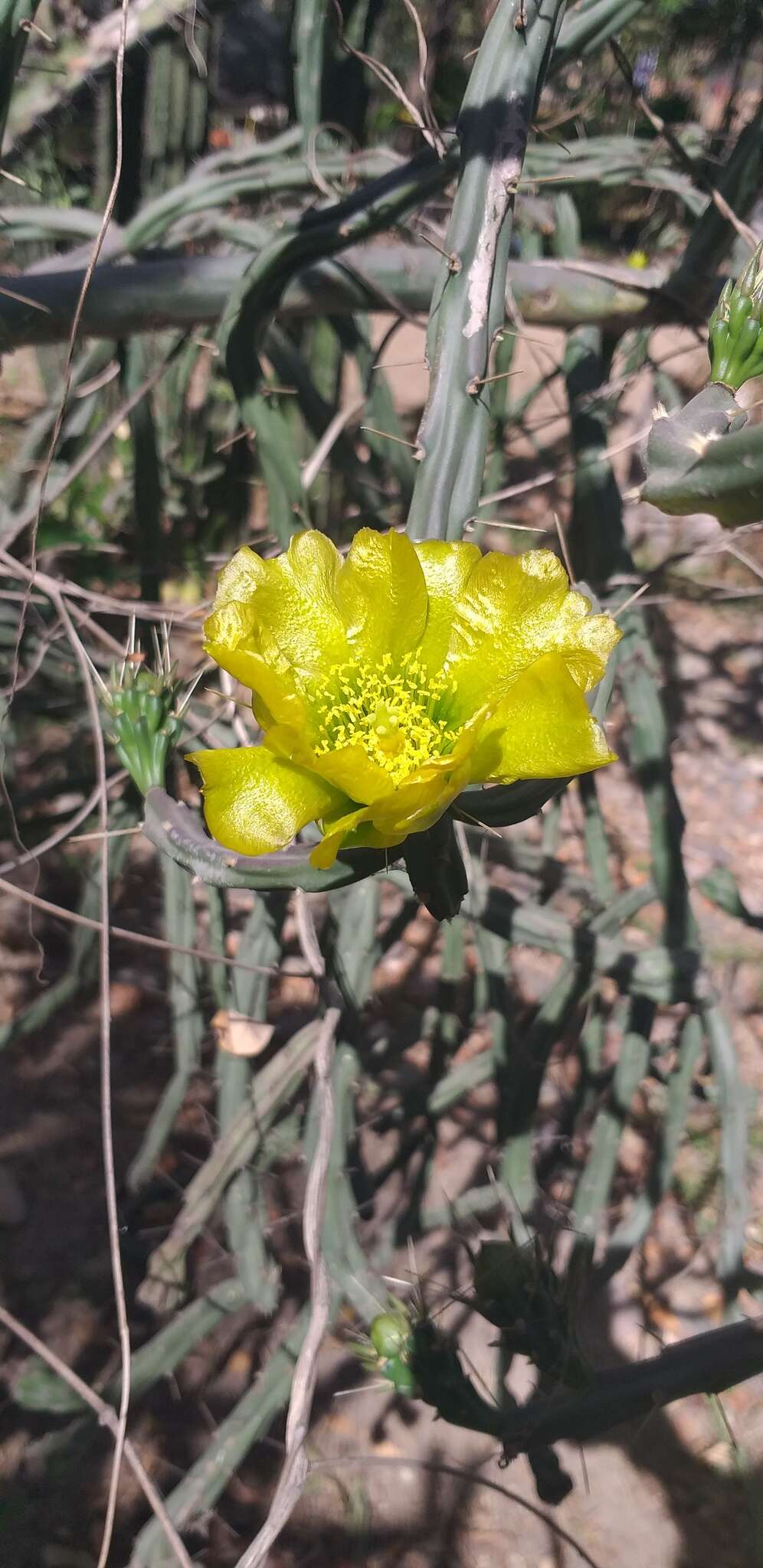 Imagem de Cylindropuntia thurberi (Engelm.) F. M. Knuth