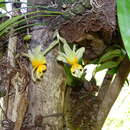 Image de Stanhopea pseudoradiosa Jenny & R. Gonzalez