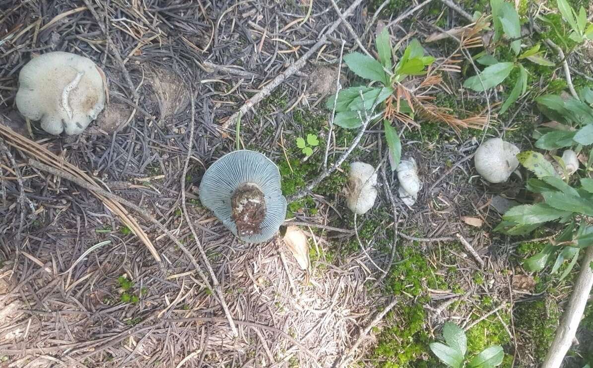 Image of Hygrophorus caeruleus O. K. Mill. 1984