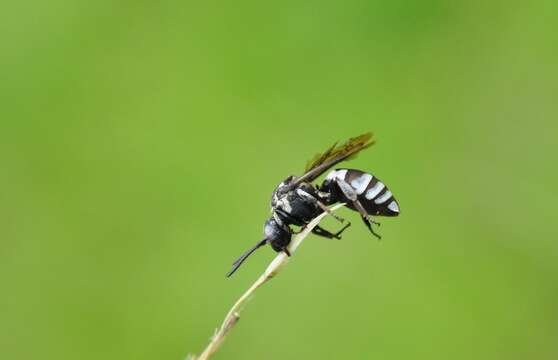 Triepeolus tristis (Smith 1854) resmi