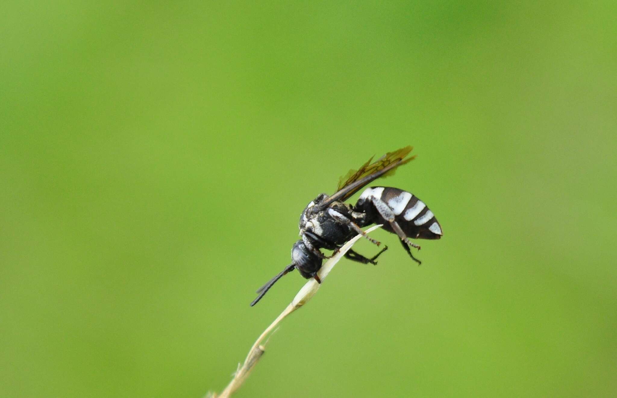 Imagem de Triepeolus tristis (Smith 1854)