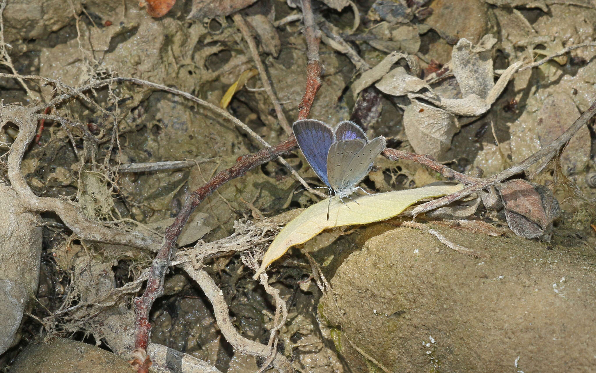 Image of Lorquin’s Blue