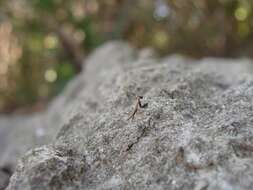Слика од Callimantis antillarum Saussure 1859