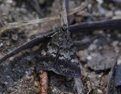 Image de Notocrambus