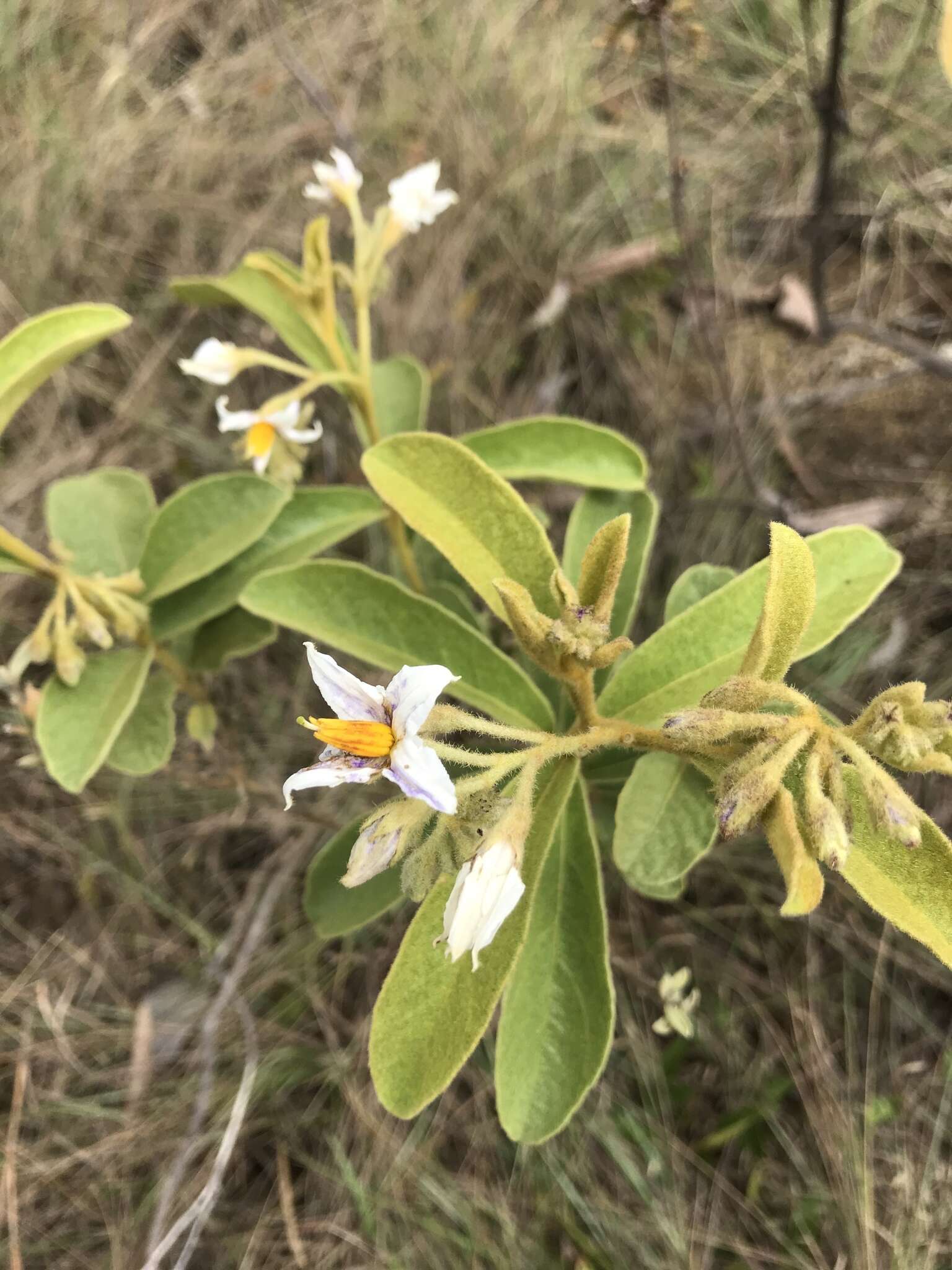 Image of Solanum subumbellatum Vell.