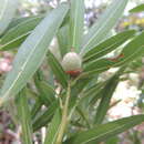 Image of Quercus mulleri Martínez