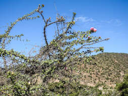 Imagem de Pereskia sacharosa Griseb.