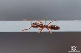 Image of Ant