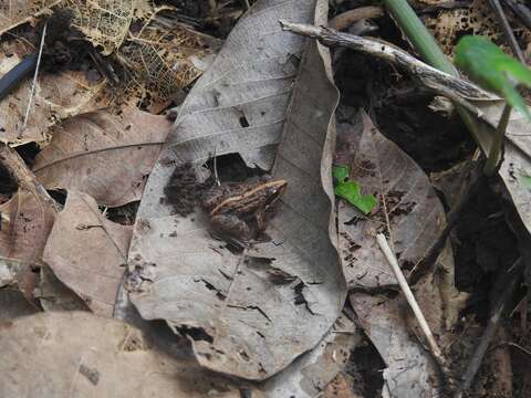 Image of brown leaping frog